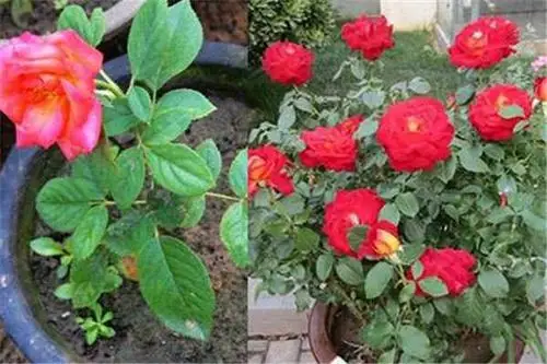 月季花的养殖方法,需要注意什么