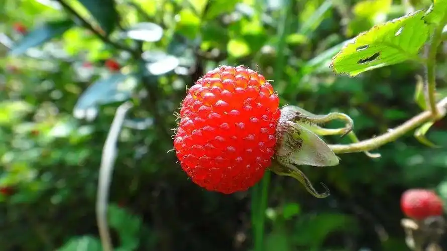 蓬蘽儿时最爱的野味