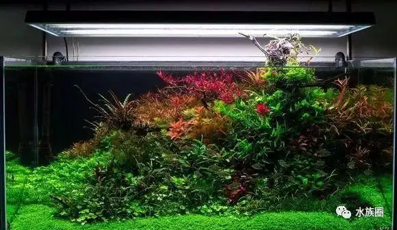 说一说草缸荷兰景的布景手法和注意事项_水草