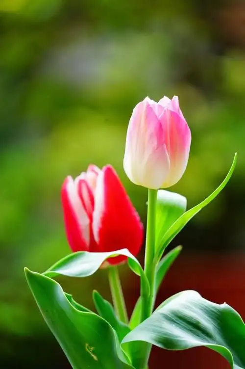 色艳姿美的郁金香