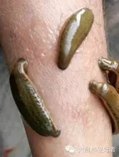 我们通常在稻田里见到的水蛭其实是日本医蛭,体长约3～6cm,以长江流域