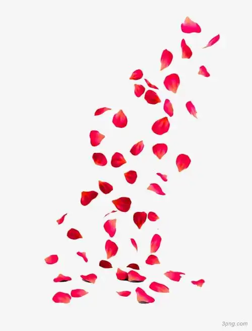 玫瑰花瓣png素材透明免抠图片-动植人物