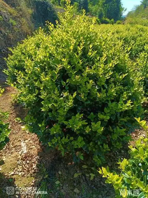 冠幅100厘米金森女贞球