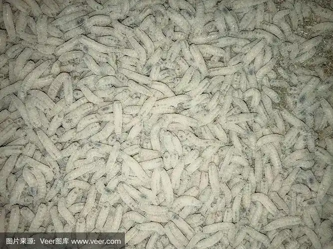 白色蛆虫.一大堆虫子.鱼饵