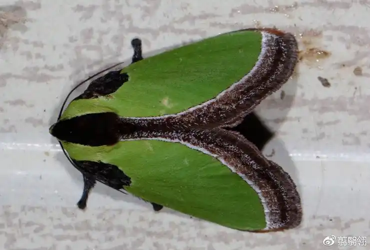 这只蛾子的后翅正面眼斑不透明,眼斑在色彩上分为上下两半:上半为粉红