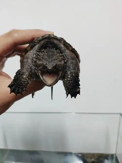 佛鳄龟厚实黑鬼一枚这脸型不香啊头刺开炸甲型漂亮黑脚黑