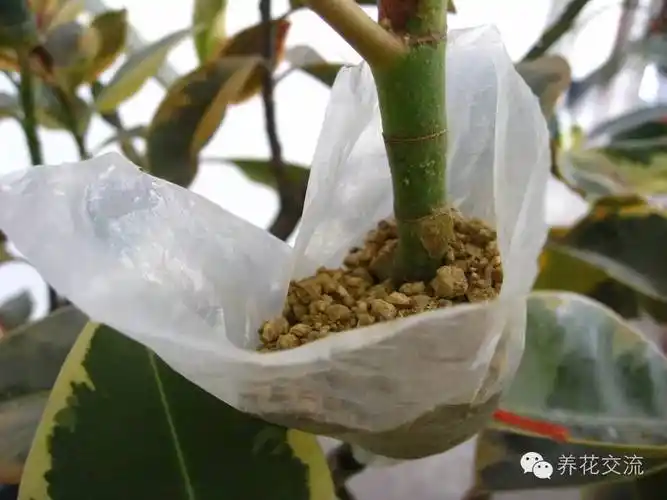 压条繁殖,最容易让植物成活的繁殖方式