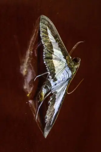 鳞翅目·螟蛾科:螟蛾