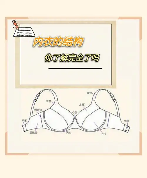 内衣的结构你了解完全了吗606060