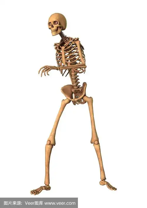 3d渲染人体骨骼在白色