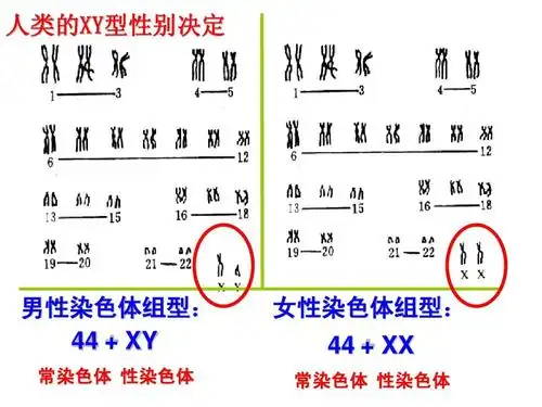 [史上最强生物课件]复习必修二遗传的基本规律—性别