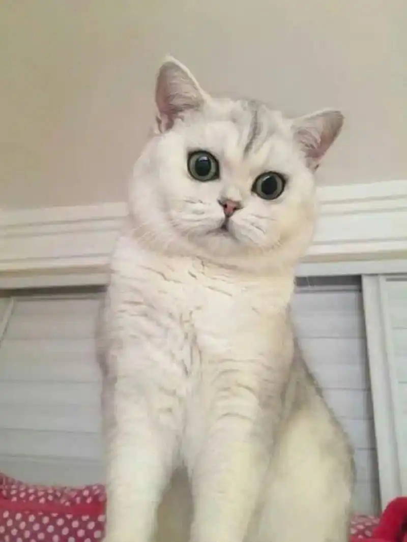 给大家科普一下银点和银渐层的区别02 银点猫又叫银渐层重点色,和