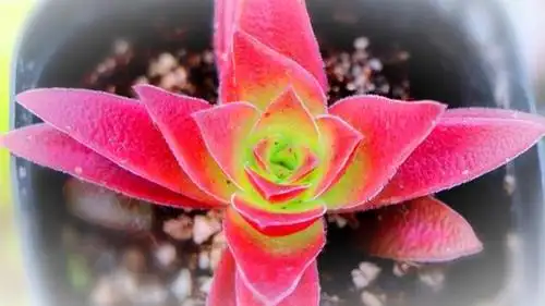 多肉中的红二代——红叶祭