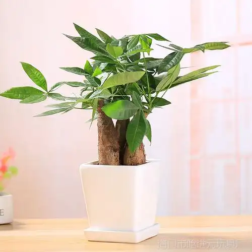 土培小发财树盆栽绿植组合园艺桌面小植物办公室客厅花卉组合
