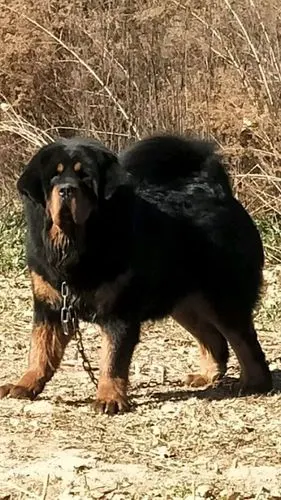 周末来一波虎头藏獒的大赏