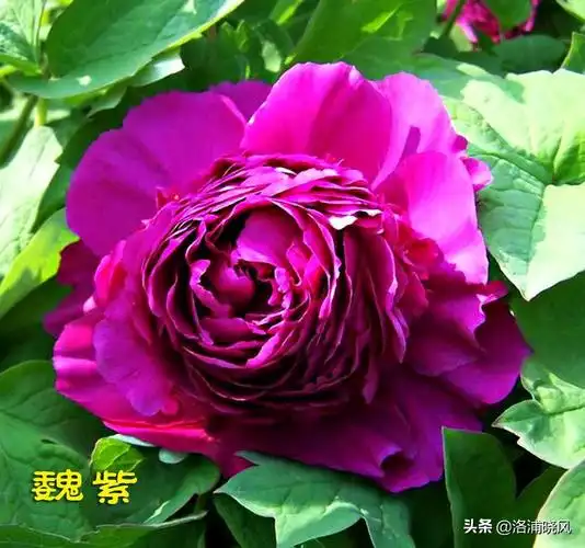 「图集」公园中那些常见的牡丹花都叫什么名字?