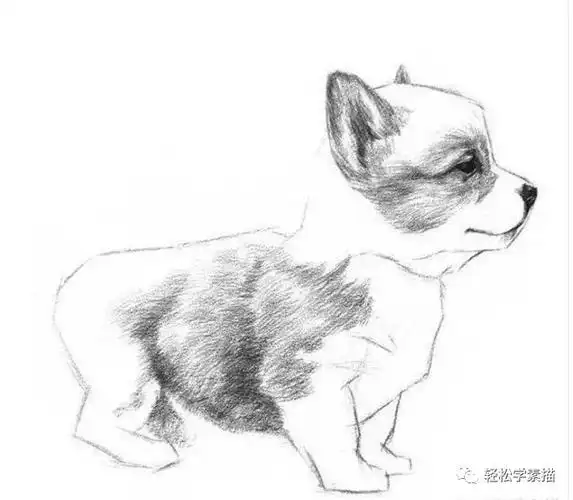 动物素描丨教你画可爱的小狗