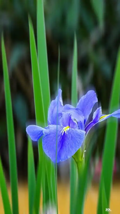 蓝色妖姬鸢尾花