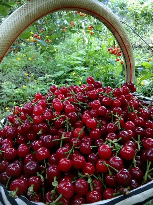 亲:汉源九襄大樱桃 ( 车厘子 ) 以上市啦[色][色][色]有意的朋友微我