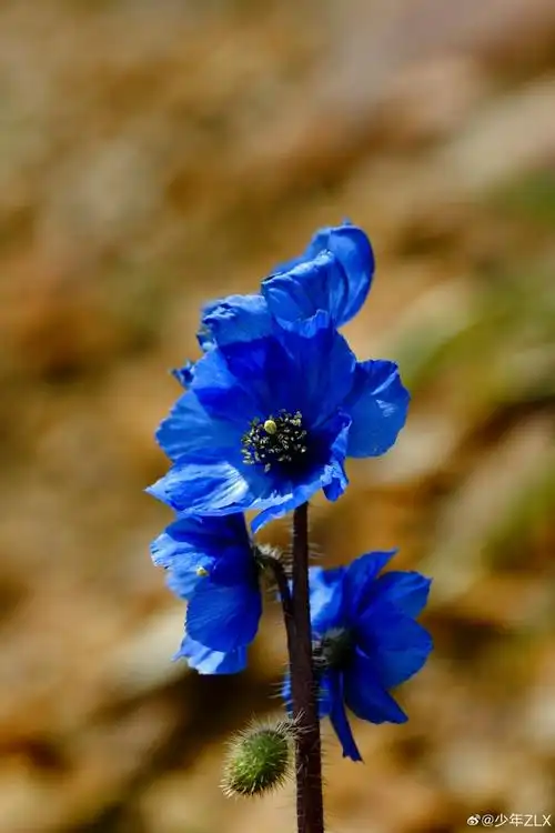 高山植物超话总状绿绒蒿 meconopsis racemosa在走川藏线之前,我可能