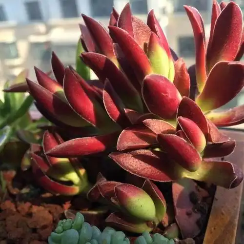 火祭徒长了怎么办