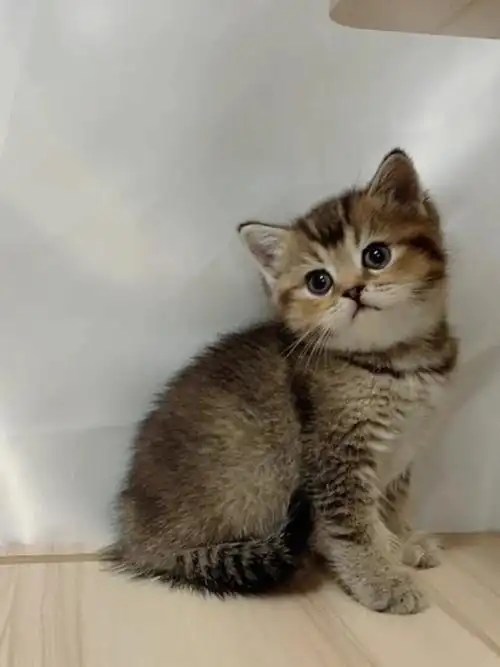 金渐层黑金英短北京已售