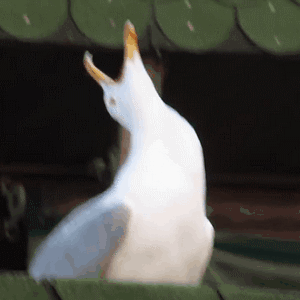 海鸥 仰天长啸 鸟 抬头 soogif