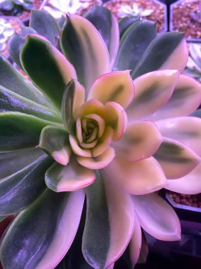 时光苍白了记忆,多肉唯美了岁月!#多肉植物 #多肉 #记录多 - 抖音