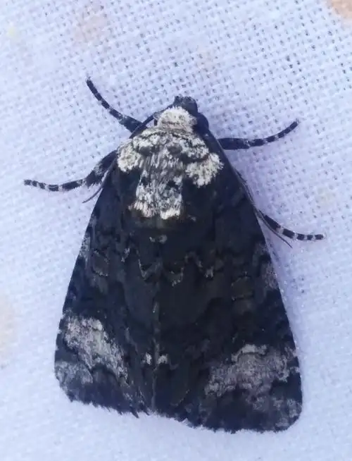 其它 走进蛾子世界 ——在雾朦溪谷山庄避暑(七)  蛾子,通常称"飞蛾"