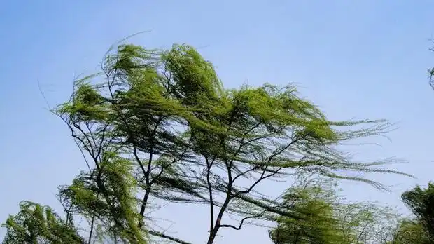 刮大风适合发朋友圈的句子是什么?