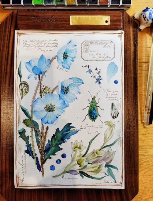 水彩植物绿绒蒿附线稿过程