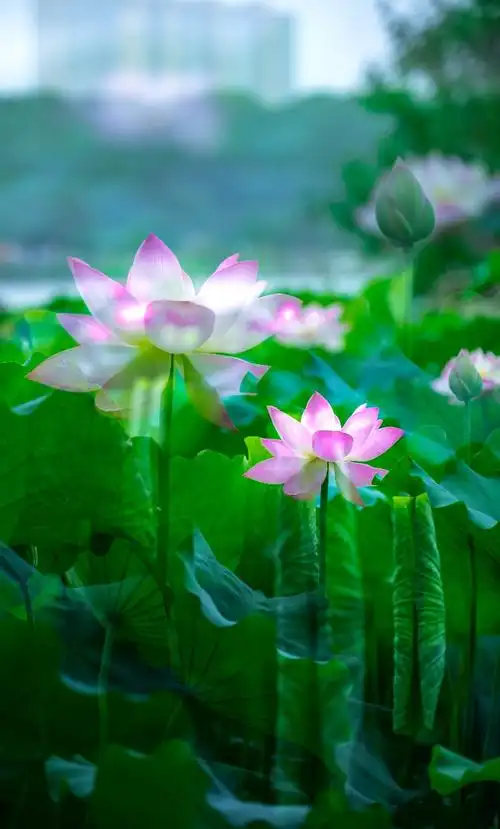 龙湖公园 淮南一道亮丽风景线-荷花