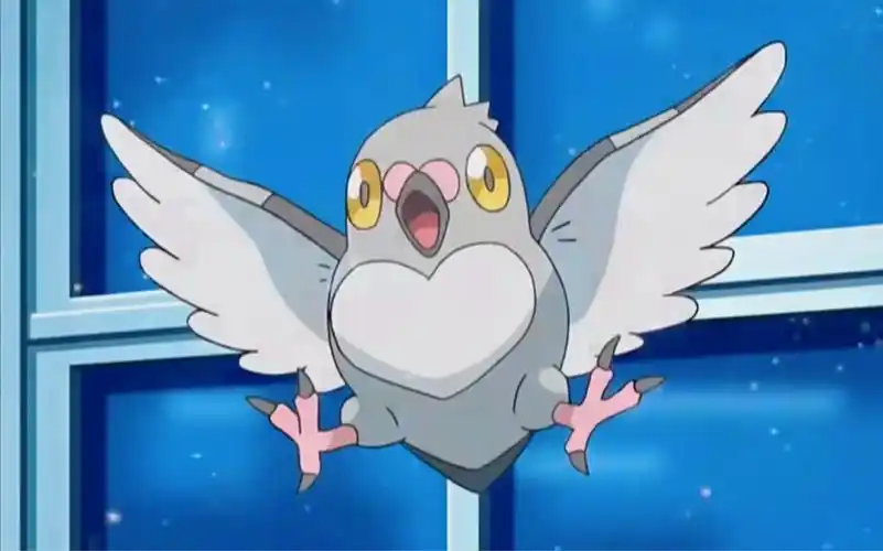 豆豆鸽进化波波鸽