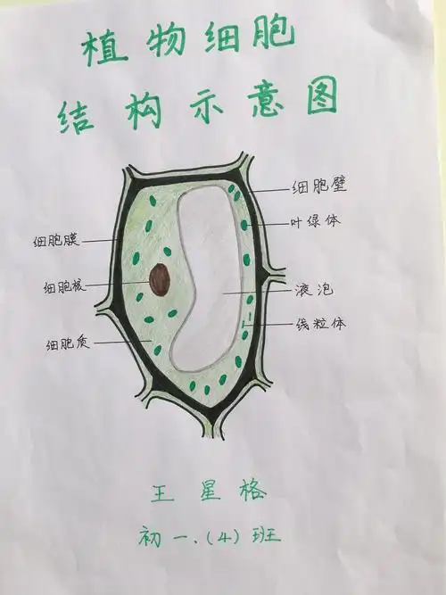 标本模型显艺术创意,实践活动展生物魅力---华洋学校初一年级组生物