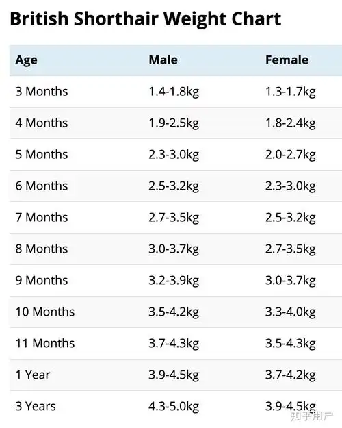 英短的正常体重是多少
