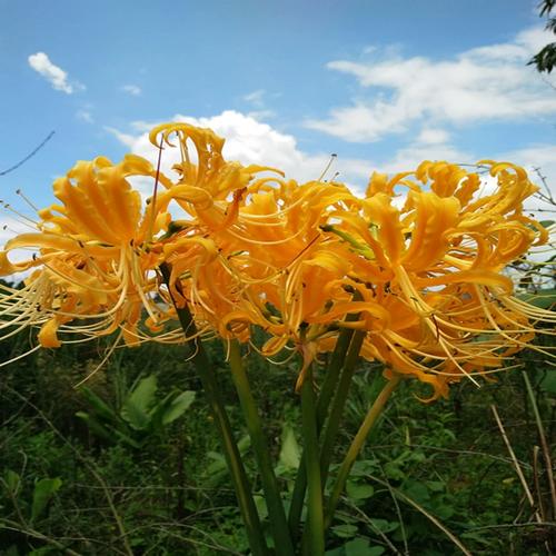 黄色彼岸花忽地笑多年生秋季种植盆栽种球庭院国产曼珠沙华石蒜花