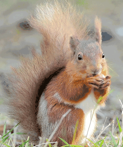 万只蝴蝶携千只萌宠松鼠与你共度国庆,门票免费无限送!