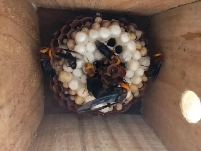 黄腰胡蜂 红娘蜂群