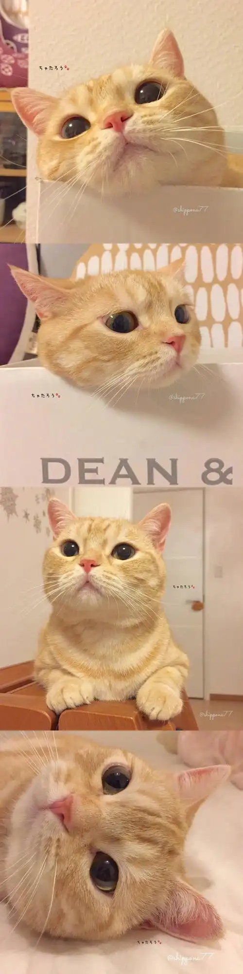 橘猫可以有多可爱可爱橘猫壁纸分享