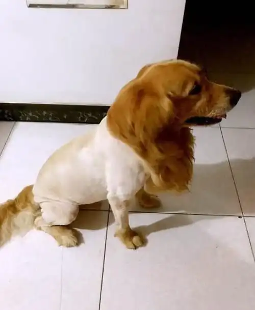 金毛到了脱毛期,主人强行给它剃了毛,一出门瞬间成为焦点!