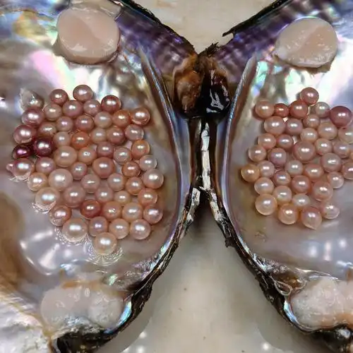 诸暨自养淡水ak珍珠特大河蚌寄多珠活蚌幼苗自己开可