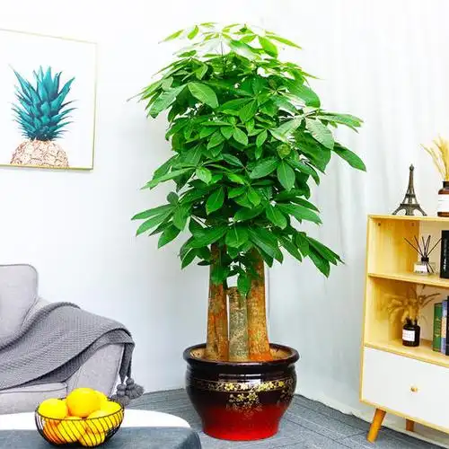 三杆步步高发财树绿植盆栽高约1米6招财进宝送朋友开业开张乔迁之喜