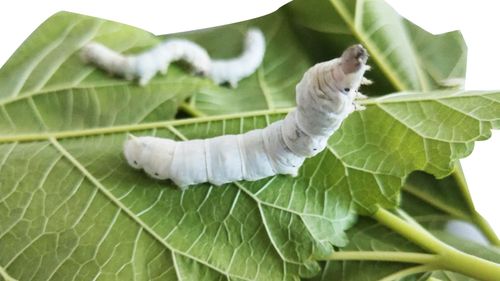 5龄蚕宝宝套装活体幼虫学生养春蚕卵七彩金丝蚕新鲜桑叶