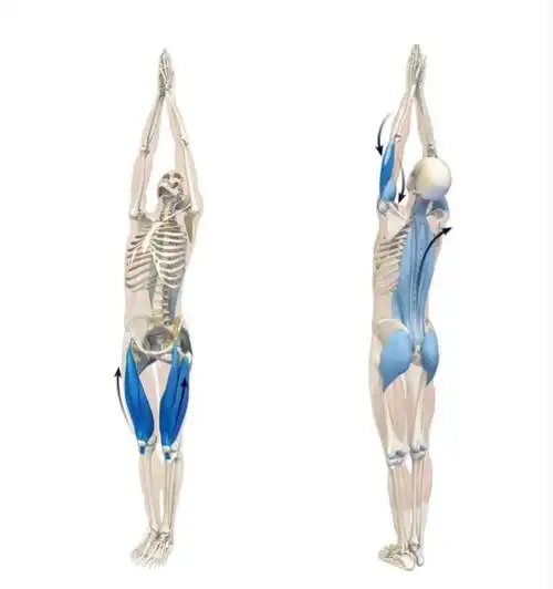 瑜伽体式丨山式站立前屈式精准详解