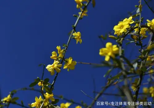 鲜花文化:6张漂亮的迎春花照片,一起来看吧