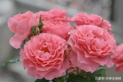 比如:大花月季,切花月季,丰花月季等,这些月季形态特征都不同,具有