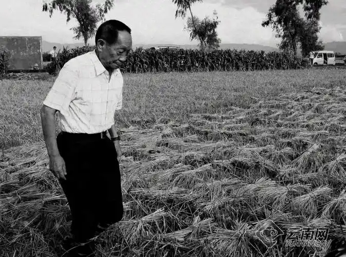 袁隆平在云南的这些老照片,看着看着就哭了