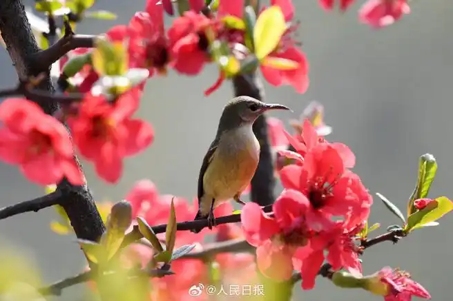 春日限定版鸟语花香有画面了##叉尾太阳鸟与海棠花