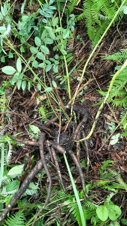 本人是大山里人专门找生草药材生苦参