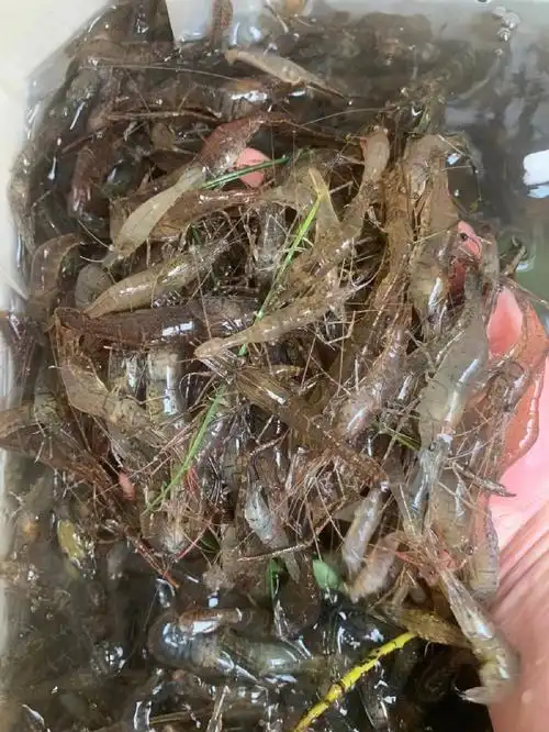 新丰江下野生河虾[色]好水出好虾,好靓,刚收溪流乡下野生山虾[色]